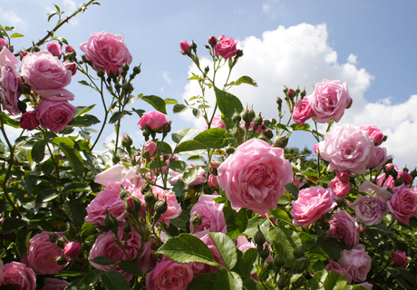 Rosendorf Nöggenschwiel